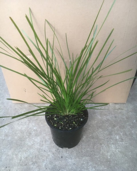Lomandra Lime Tuff image