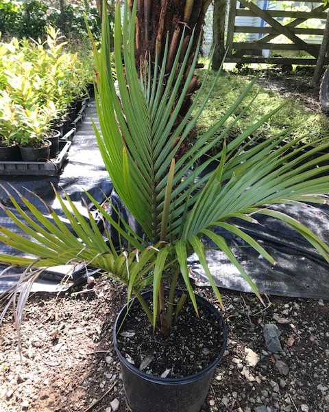 Nikau Palm - Rhopalostylis sapida image