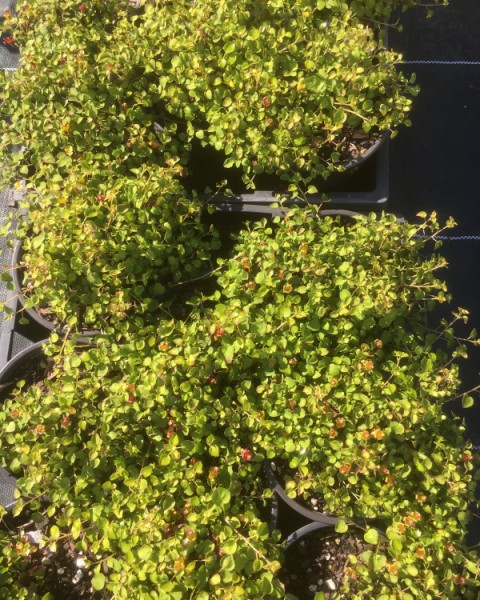 Fuchsia procumbens - Kotukutuku  image