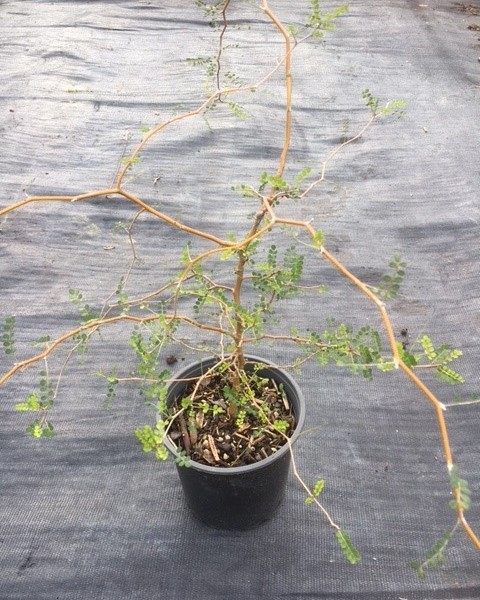 Kowhai - Sophora microphylla image