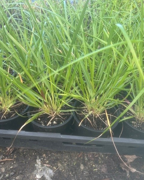 Chionochloa flavicans  image