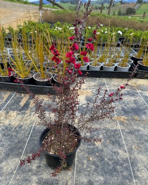 Manuka - 'Burgundy Queen'  image