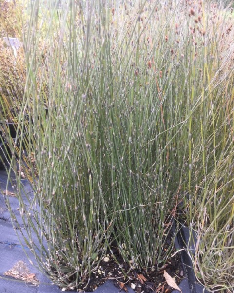 Apodasmia similis image