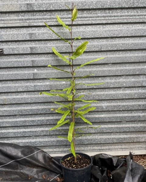 Rewarewa - Knightia excelsa image