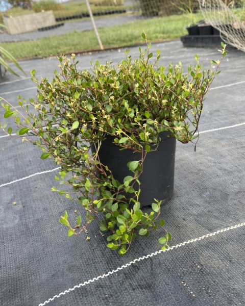 Muehlenbeckia axillaris image