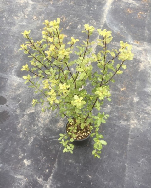 Pittosporum 'Wrinkle Blue' image