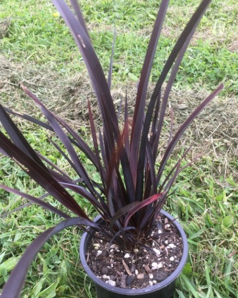 Phormium 'Dark Delight' image