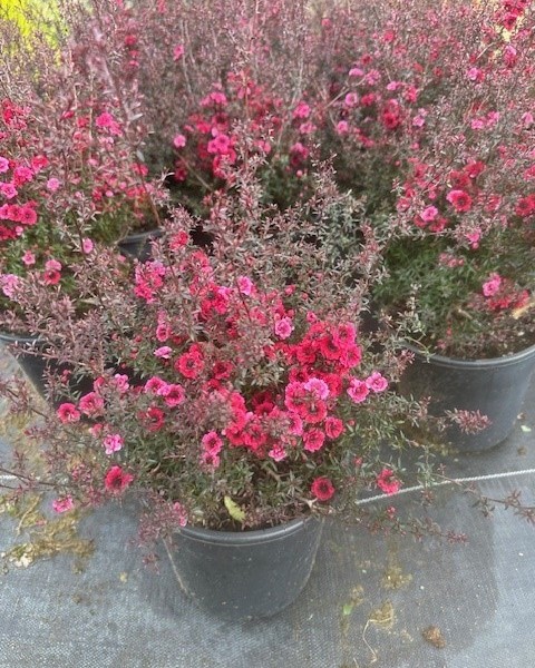 Manuka (Leptospermum) Wiri Kerry image