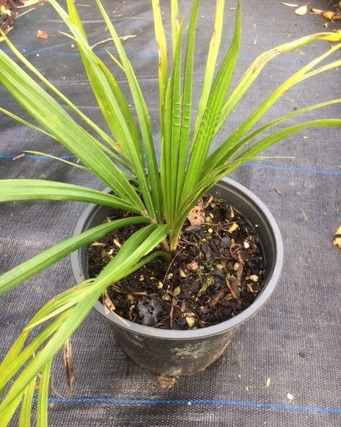 Nikau Palm - Rhopalostylis sapida image