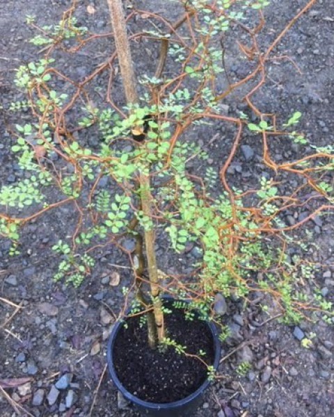 Kowhai - Sophora microphylla image