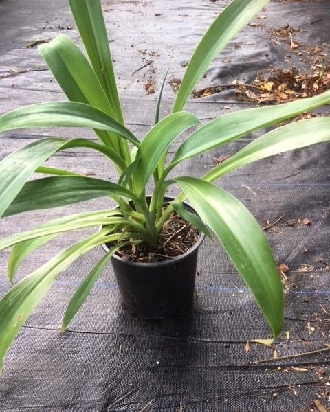 Arthropodium 'Matapouri Bay' image