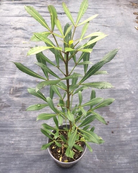 Psuedopanax 'Dark Star' image