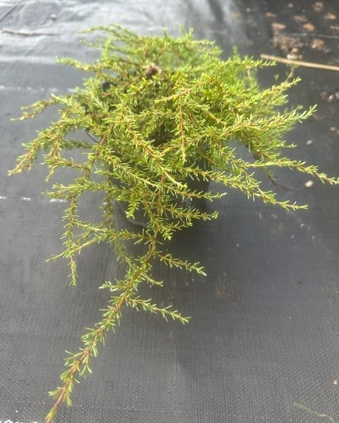 Coprosma 'Hawera' image