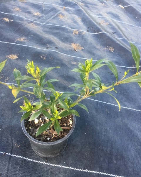 Gardenia radicans image