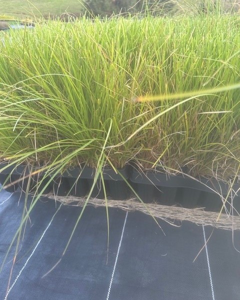 Carex secta - Green Sedge image