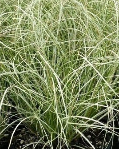 Carex comans frosted curls image