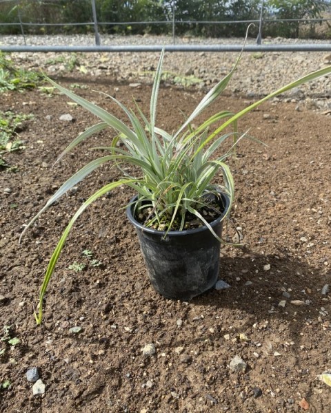 Astelia banksii image