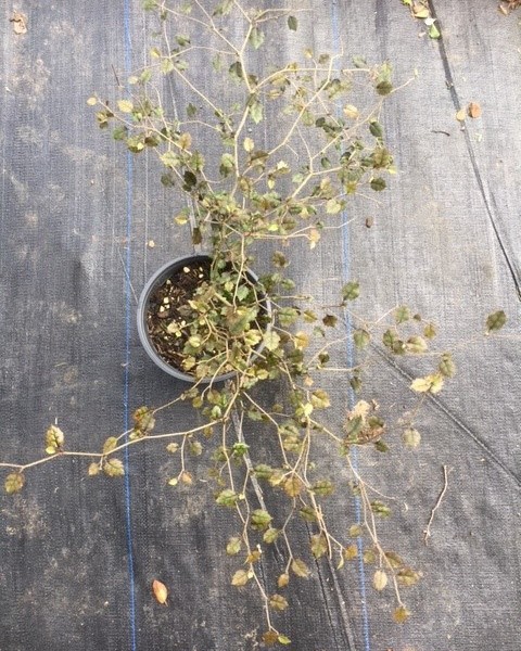 Carpodetus serratus prostrata image