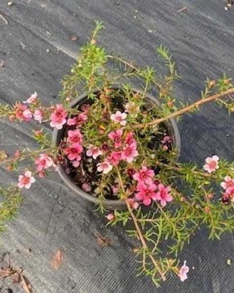 Manuka (ornamental)  'Pink Cascade' image
