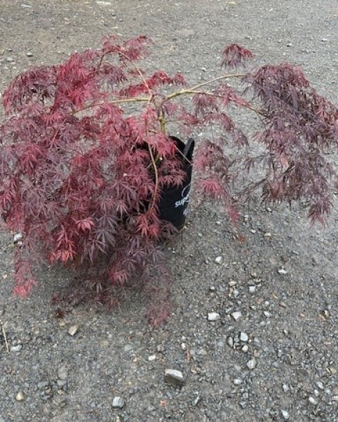 Acer 'Tamuke Yama' image