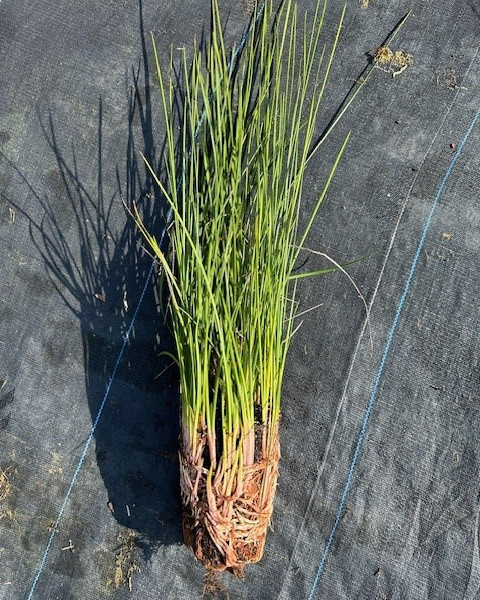 Machaerina rubiginosa image