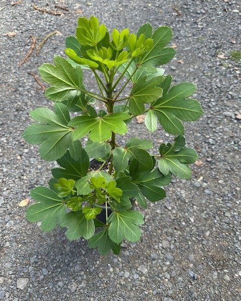 Pseudopanax Cyril Watson image