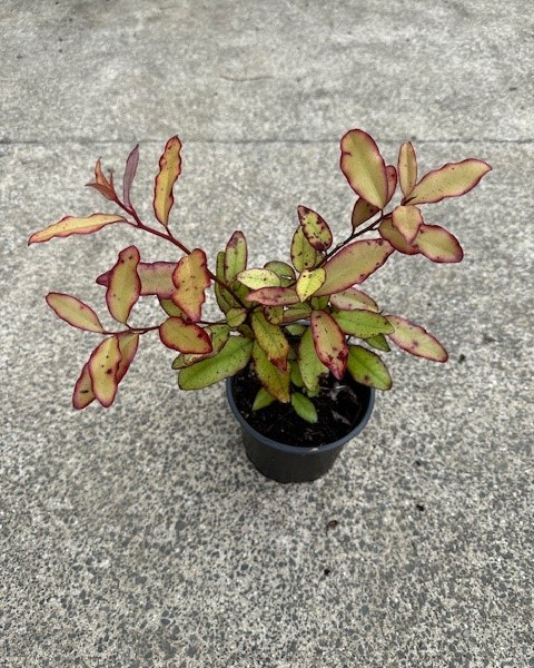 Horopito Moulin Rouge image