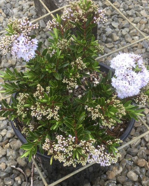 Hebe diosmifolia  image