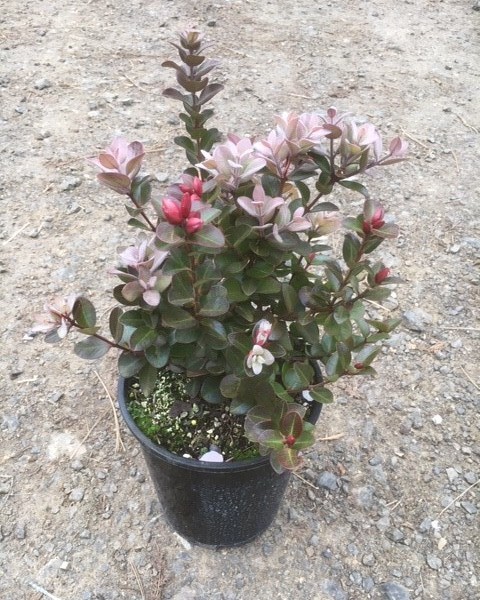 Metrosideros villosa 'Tahiti' image