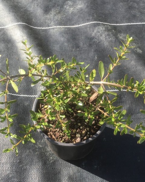 Coprosma kirkii image