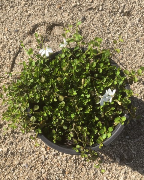 Pratia angulata image