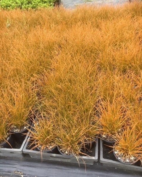 Carex testacea image