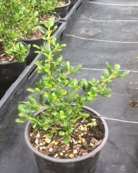 Coprosma Middlemore image