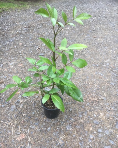 Tecomanthe speciosa image