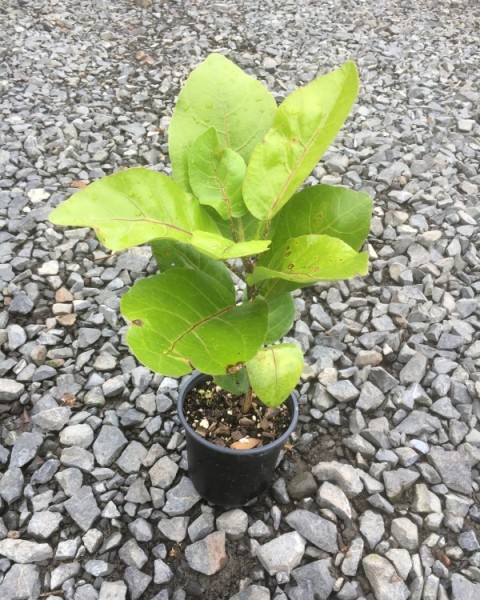 Puka - Meryta sinclairii  image