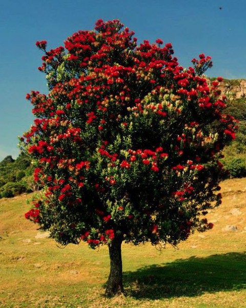 Pohutukawa - Metrosideros excelsa image