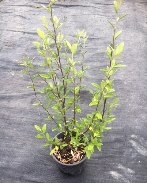 Corokia 'Geentys Green' image