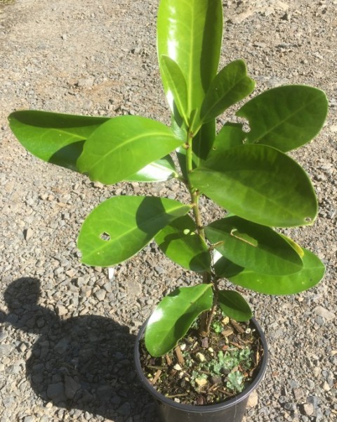 Karaka - Corynocarpus laevigatus  image