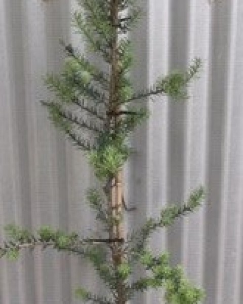 Totara 'Matapouri Blue'  image