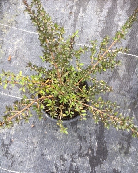Coprosma 'Black Cloud'  image
