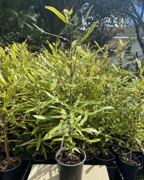 Rewarewa - Knightia excelsa image