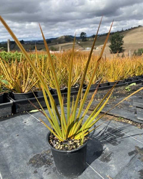 Libertia peregrinans image