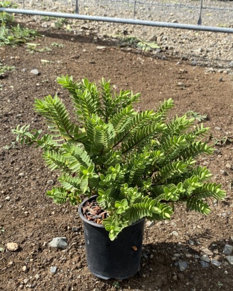 Hebe 'Wiri Mist' image