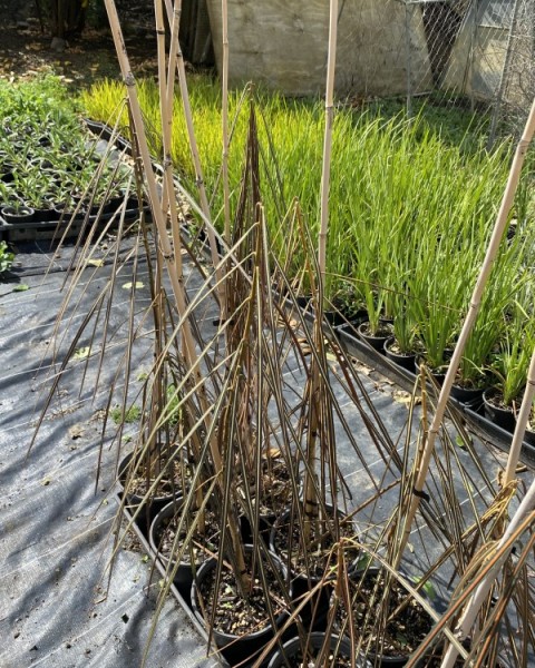 Lancewood - Pseudopanax crassifolius image