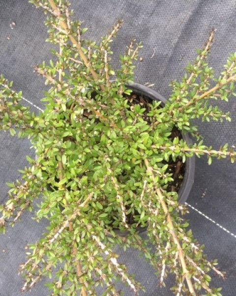 Coprosma 'Taiko'  image