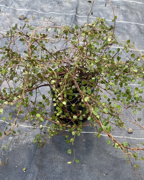 Muehlenbeckia complexa image