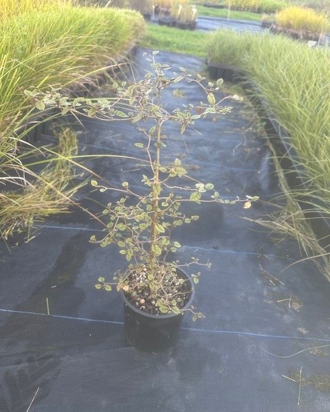 Carpodetus serratus  image