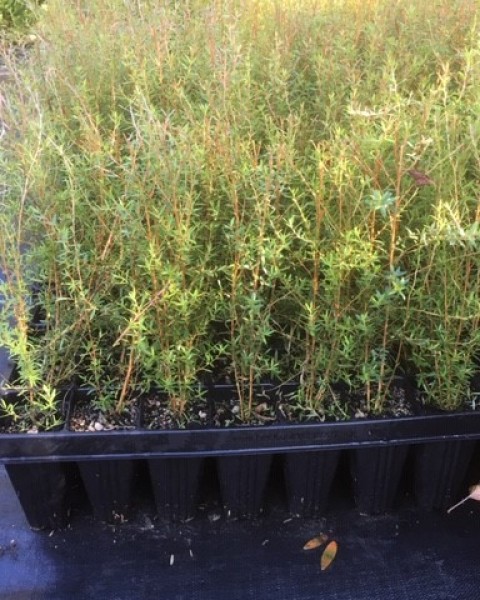 Manuka - Leptospermum scoparium image