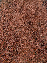 Coprosma Red Rocks image