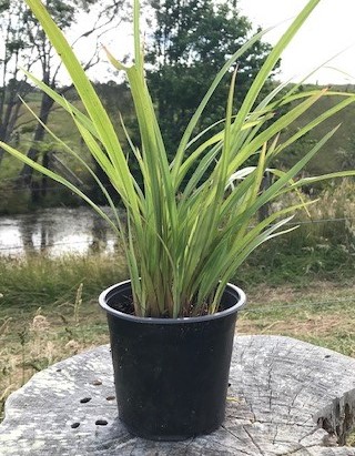 Dianella nigra - Turutu image
